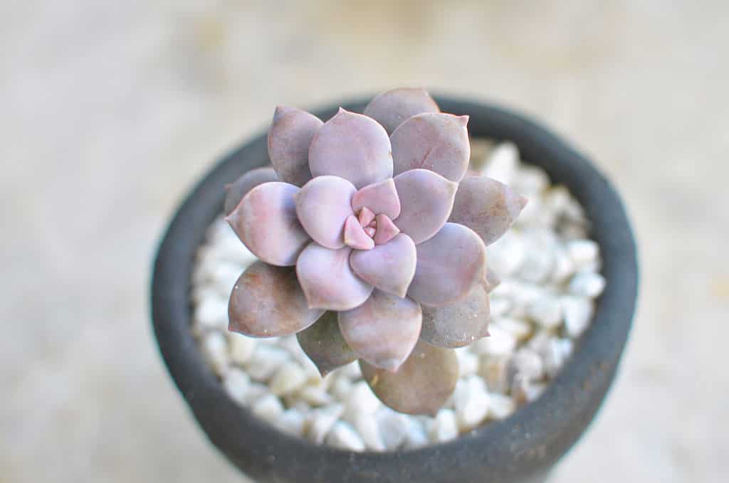 La succulenta Graptopetalum superbum ha foglie da lavanda a viola rosato