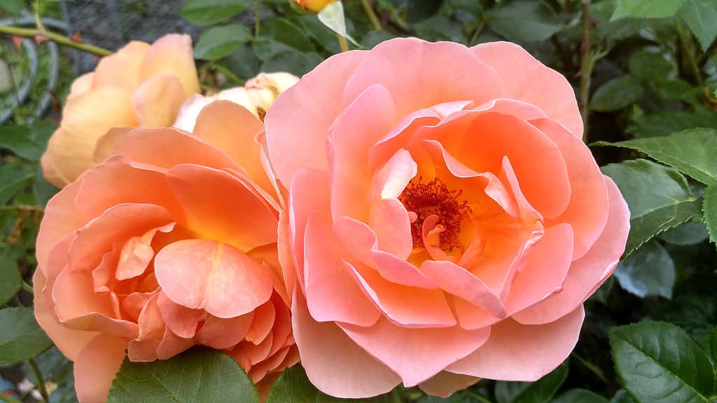 Il rosa ramato Pat Austin è salito in primo piano su uno sfondo verde