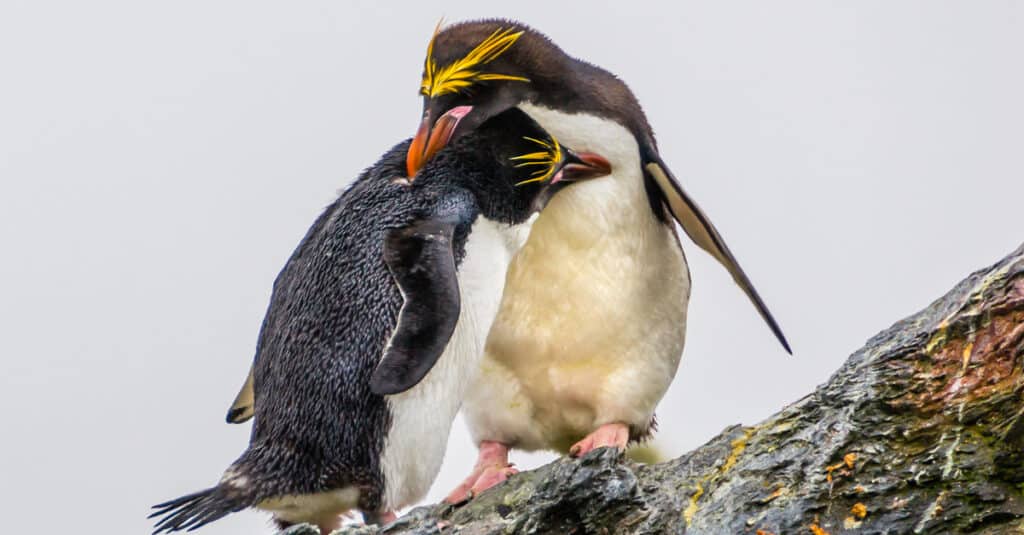 pinguini maccheroni che si corteggiano in cima alle rocce