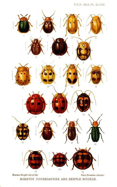 Prosoplecta