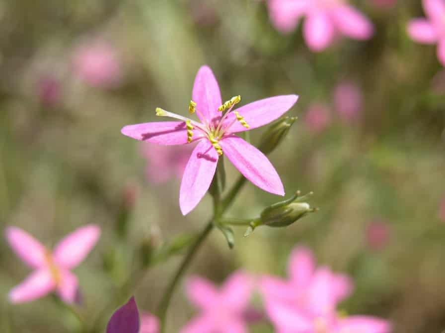 Centaury amante della primavera