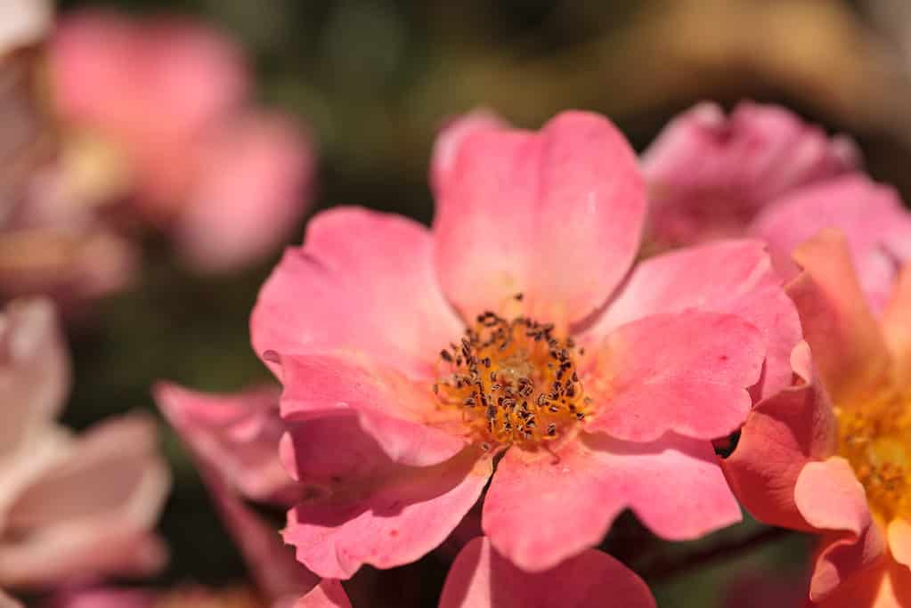 Un primo piano dei petali di fiori rosa pesca della rosa Happy Chappy