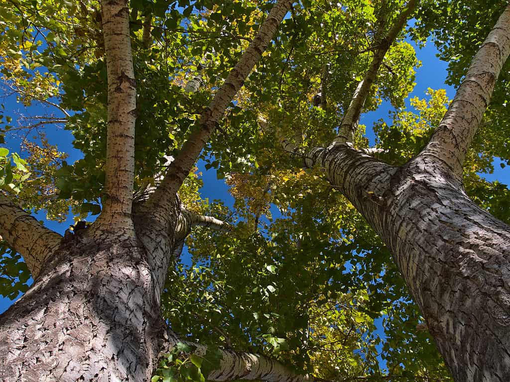 Populus tremuloides Pioppo tremante