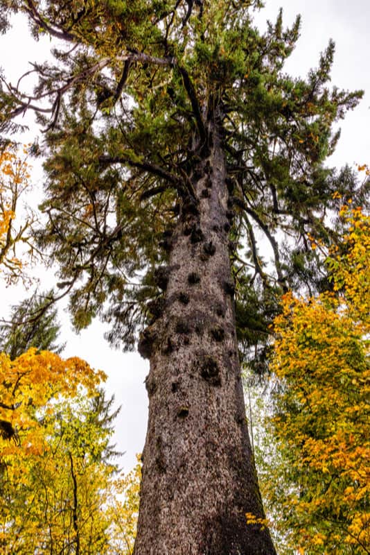 Abete Sitka, Immagine a colori, Luogo d'interesse, Foresta, Paesaggio