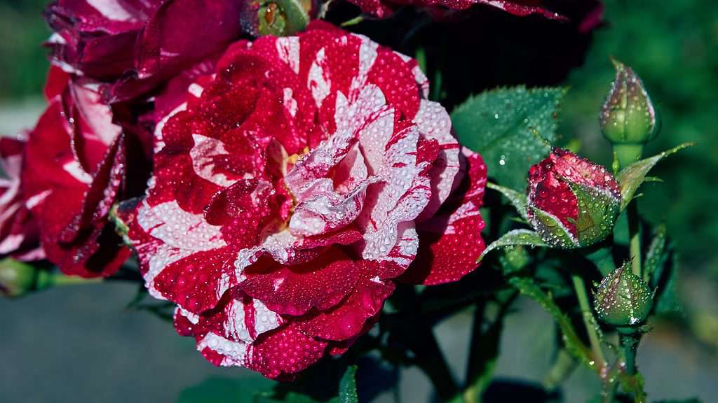 Un primo piano della rara rosa Papageno con crema screziata e petali rosa-rossi