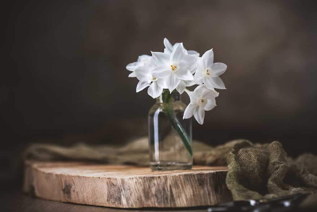 Paperwhite Tazetta Narcisi
