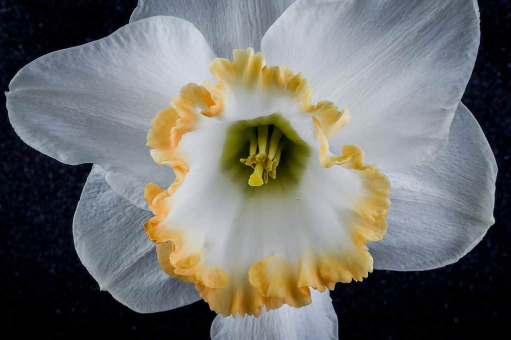 Narciso a coppa grande 'Accent'