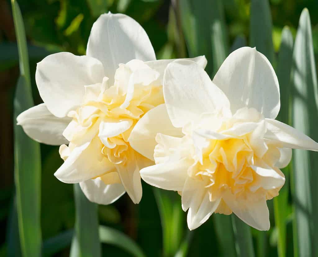 Narcisi doppi bianchi cremosi