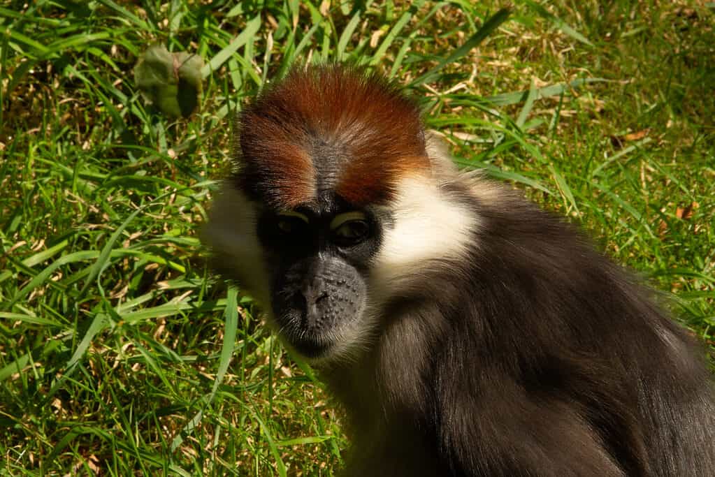 Mangabey con collare