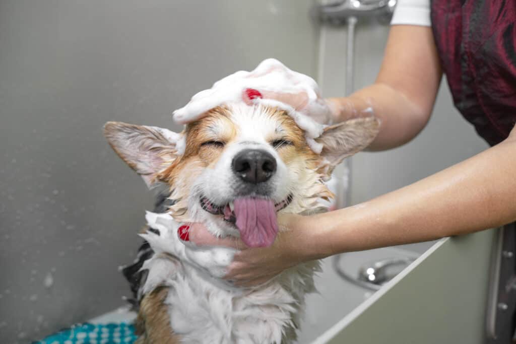 Corgi che fa il bagno.