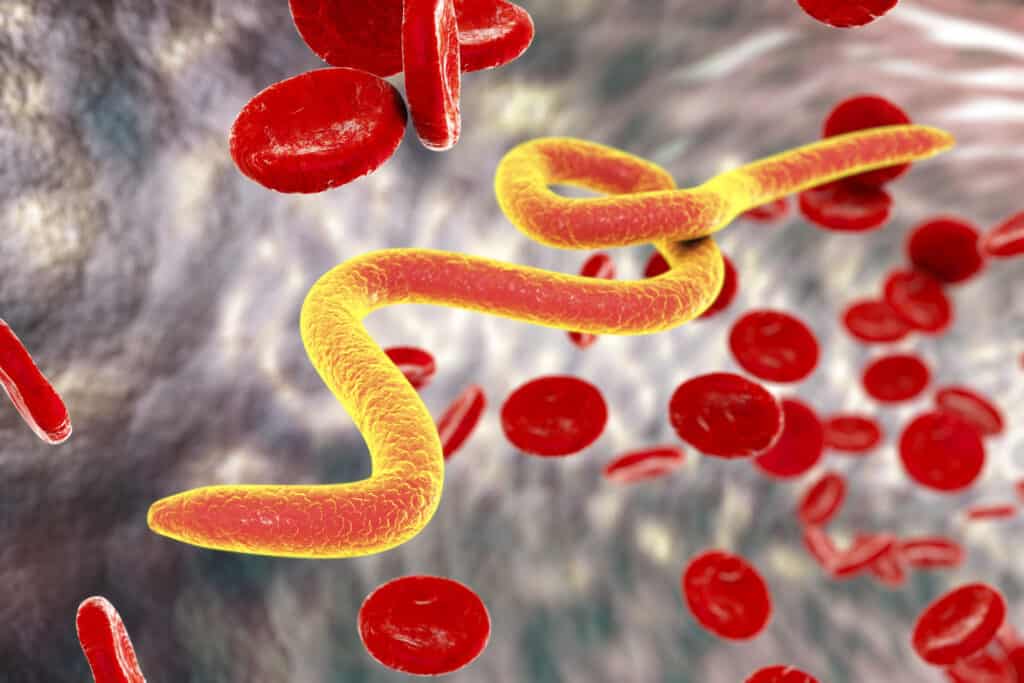 Microfilaria,Vermi,Nel,Sangue,,3d,Illustrazione.,Nematodi,Parassiti,Trasmessi,Da