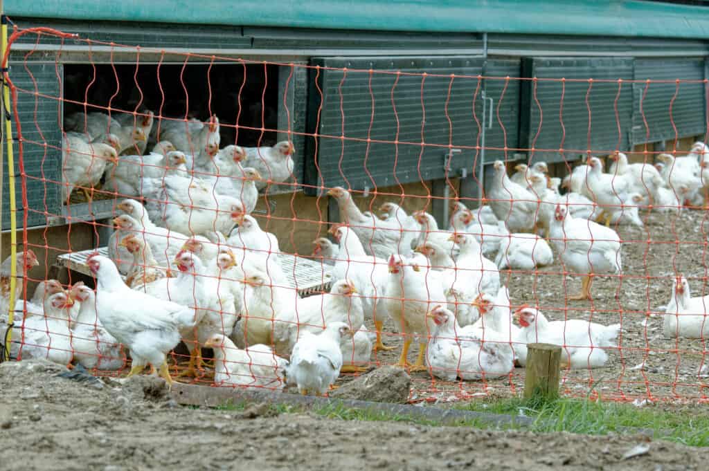 Un gregge di polli da carne ruspanti al di fuori del loro pollaio verde.  I polli sono tutti bianchi con cresta e bargigli rossi. Nella foto ci sono più di 50 polli.  al loro interno è visibile una rete di plastica per il contenimento dei polli.  ha un po' di erba verde che gli cresce intorno, ma per il resto il terreno è orso. 