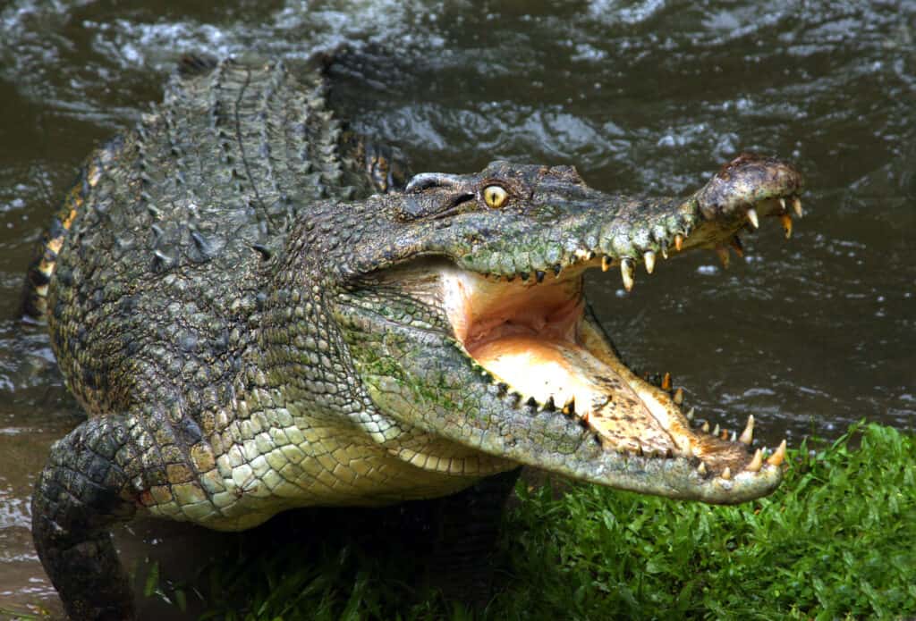 coccodrillo