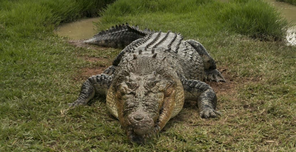 Coccodrillo di acqua salata sulla riva