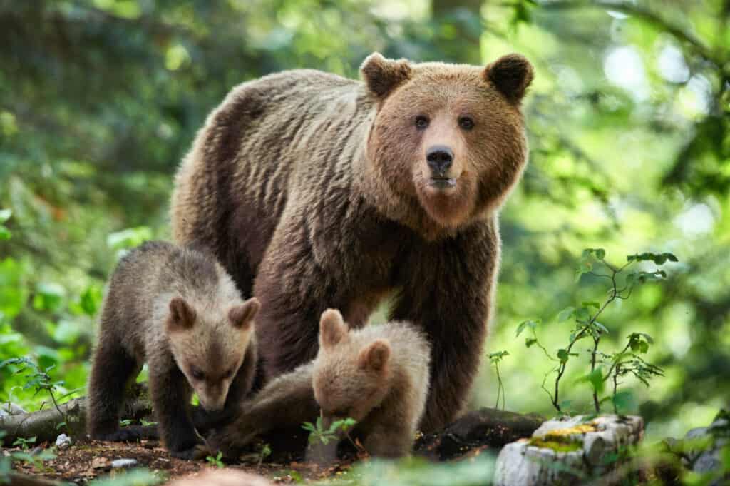 Primo piano dell'orso bruno