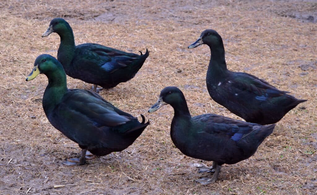 Anatra Cayuga.  Drachi e galline.