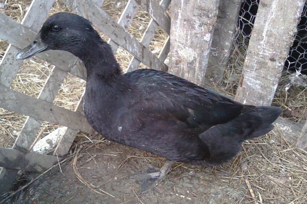 Femmina di anatra Cayuga (gallina)