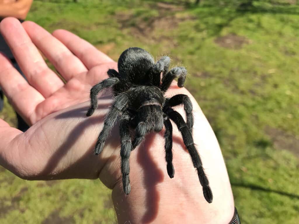 Tarantola nera brasiliana