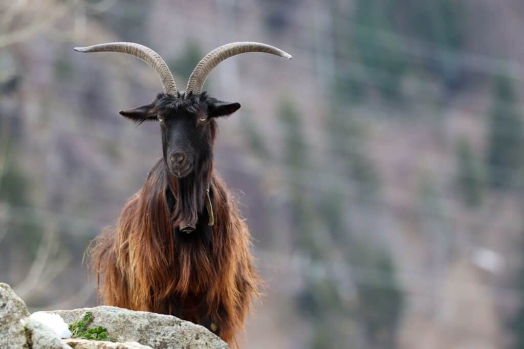 Capra orobica dalle imponenti corna che sporgono dalla sommità della capra color marrone scuro e ruggine ad angoli quasi di 90 gradi.  anche le orecchie di capra sporgono a circa 90 gradi.  fondo indistinto,