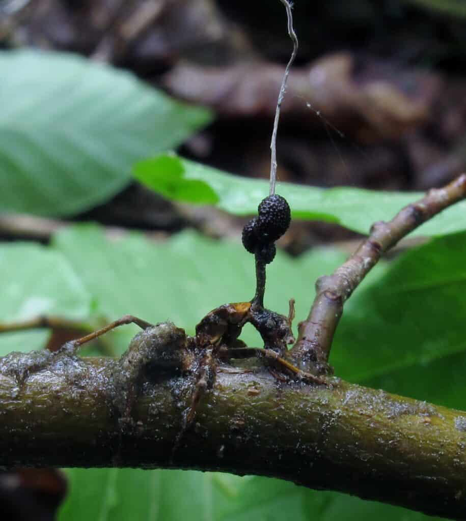 Gruppo Ophiocordyceps unilateralis