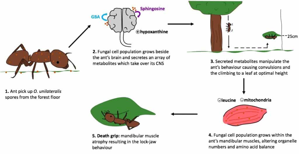 Un grafico che mostra come Ophiocordyceps infetta le formiche ospiti