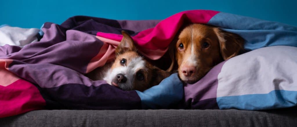 Le migliori cucce riscaldate per cani