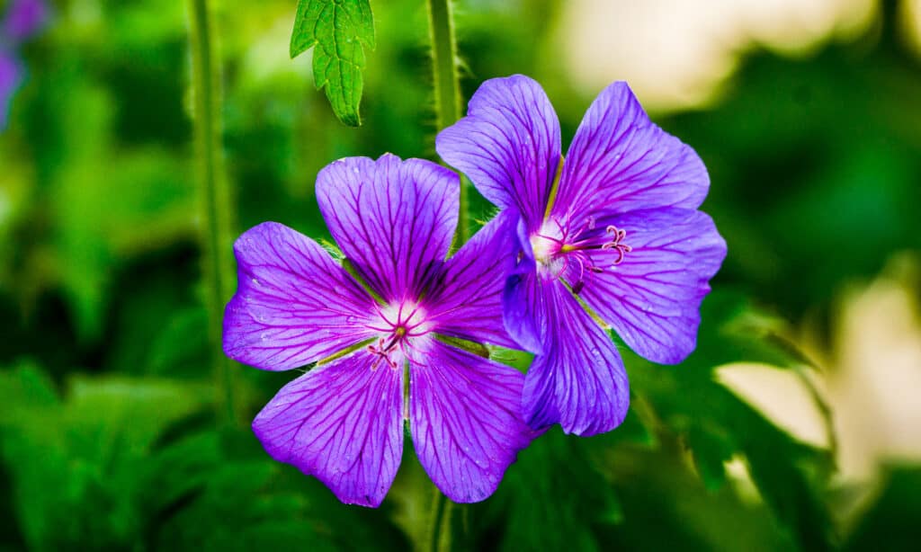 Geranio dei prati (Geranium pratense)