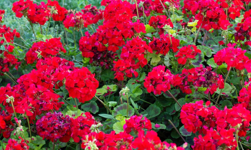 Geranio rosso sangue (Geranium sanguineum)