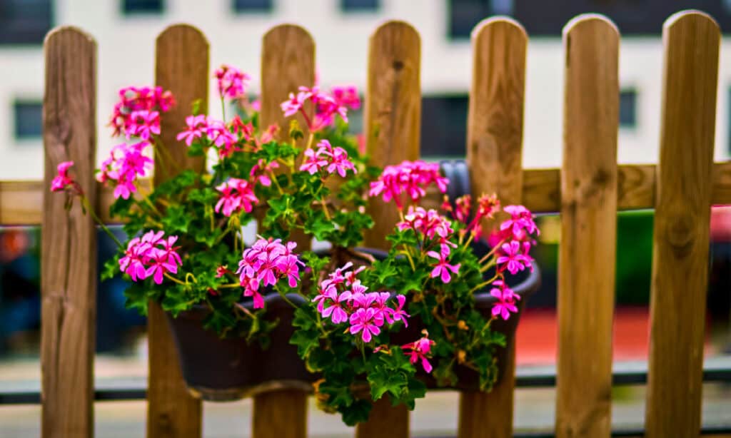 Pelargonium, Edera, Geranio, Foglia, Perenne