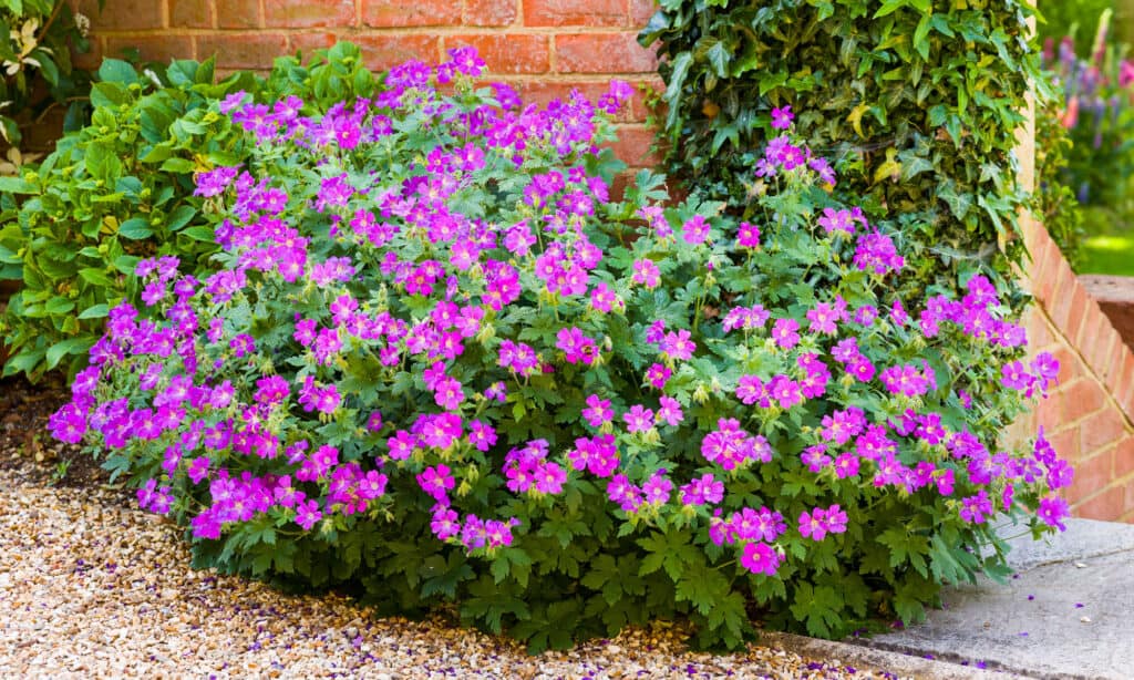 Geranium sylvaticum (geranio di legno)