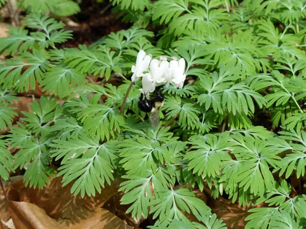 Mais scoiattolo (Dicentra canadensis) con impollinatore di api