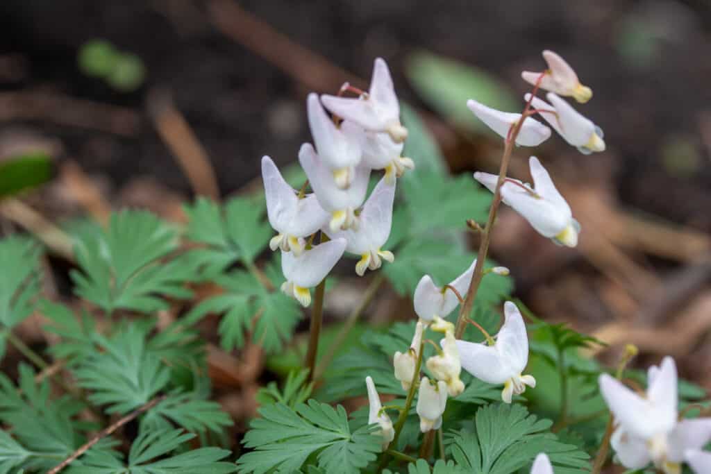 Calzoni dell'olandese (Dicentra cucullaria) fiori selvatici