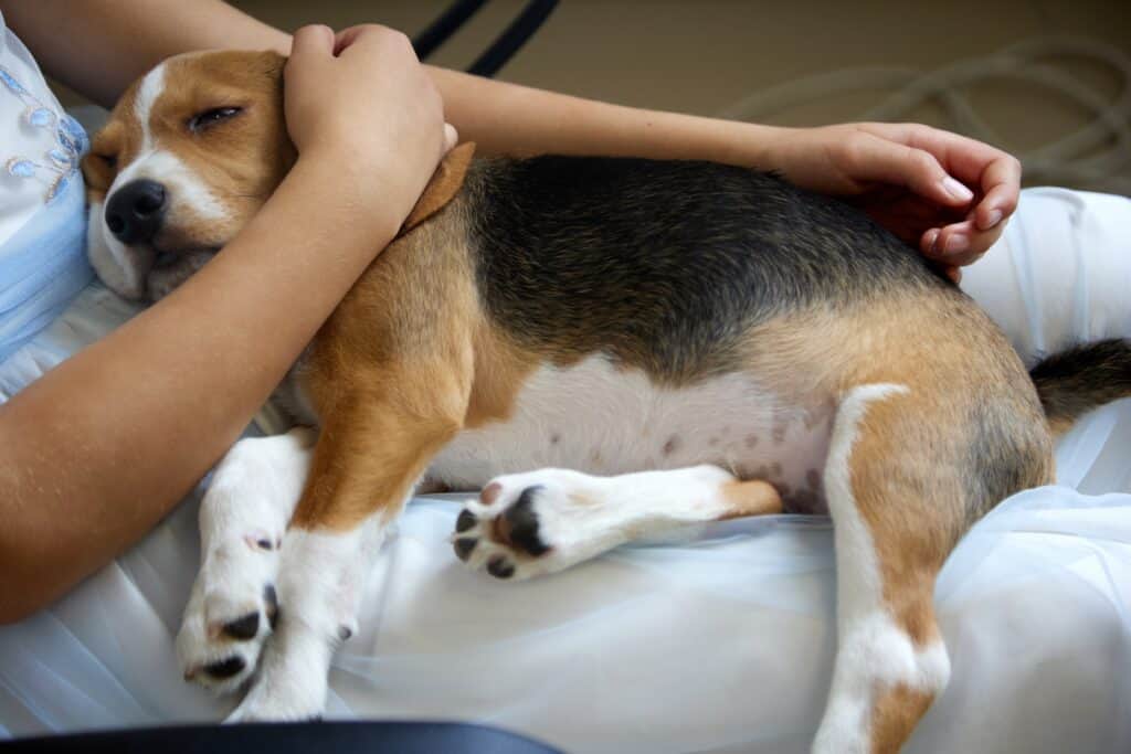 Cane Beagle che mostra segni di un ginocchio infortunato