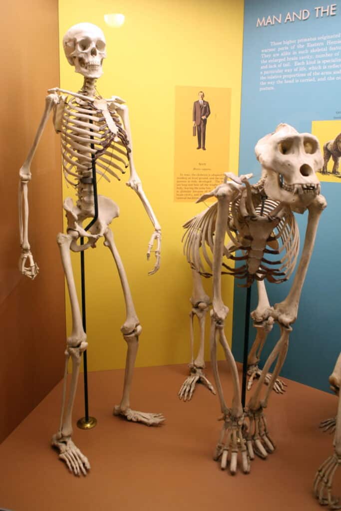 A sinistra, uno Skelton umano, a destra uno Skelton di gorilla.  Tre pareti (Lr, marrone, giallo, blu) sono dietro l'esposizione che sembra essere in un museo.  Sulla parete gialla c'è un poster con la fotografia di un uomo che si presenta umano in giacca e cravatta (giacca, pantaloni, cravatta) con una valigetta nella mano destra, con verbosità indecifrabile sotto.  Il muro blu ha lettere bianche in rilievo che scrivono L'UOMO E IL resto fuori dall'inquadratura.  Un paragrafo di lettere bianche sotto con informazioni relative al display.