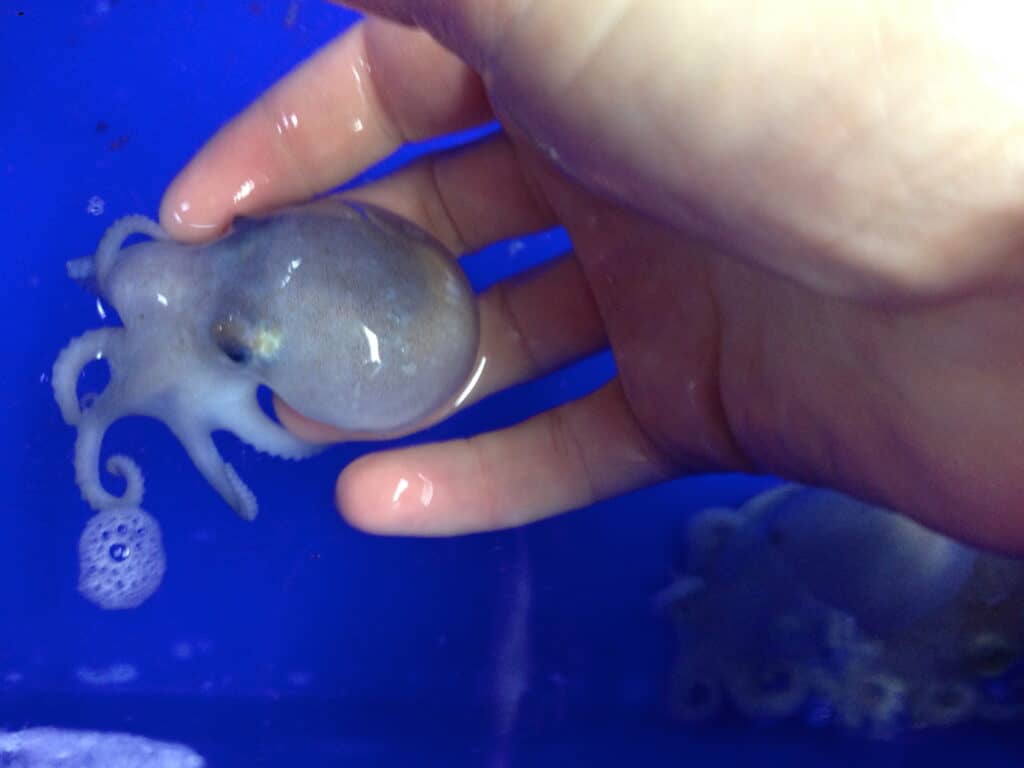 Un polpo a cucchiaio, fotogramma a sinistra, è sostenuto da un'acqua molto blu / sfondo da un essere umano dalla carne al rosa. Il piccolo polpo poggia sulle quattro dita, il pollice è fuori dall'inquadratura.
