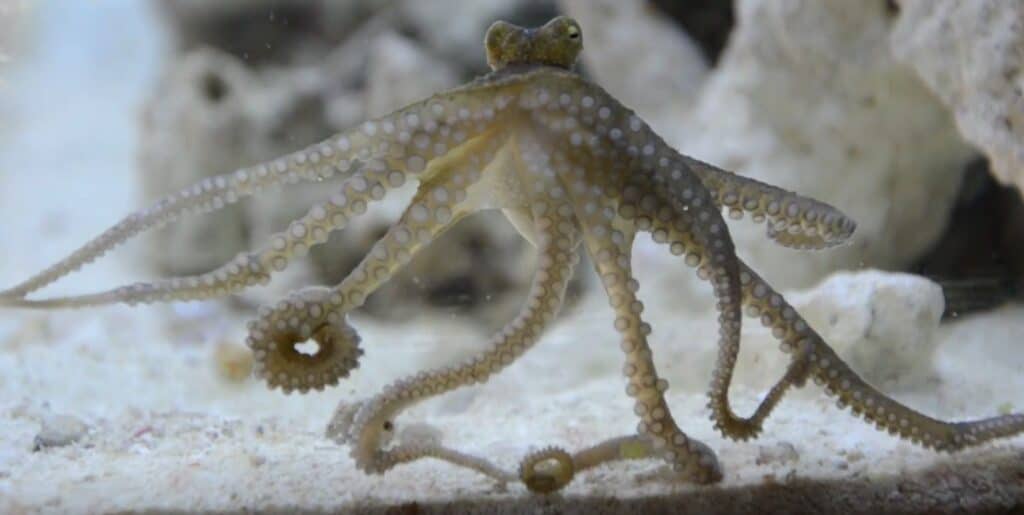 fotografia subacquea di un polpo di colore chiaro su uno sfondo chiaro di sabbia e corallo. Il polpo giocattolo ha ventose lungo le sue otto appendici.