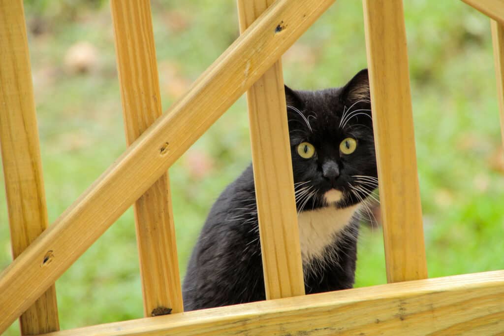 Animale, Carino, Gatto domestico, Composizione orizzontale, Gattino