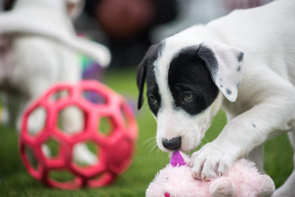 2018 Austin Pets Alive!  Ciotola per cuccioli