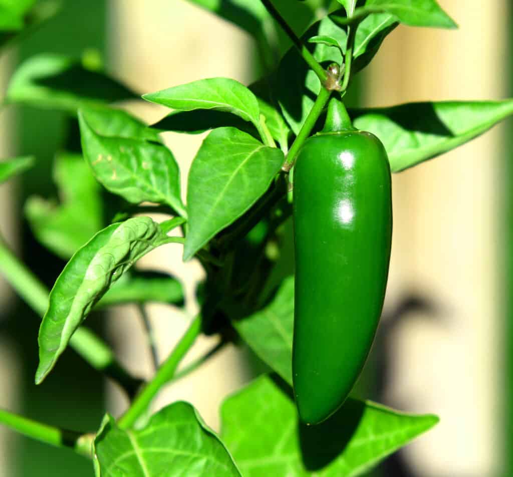 Peperoncino Jalapeño sulla pianta.