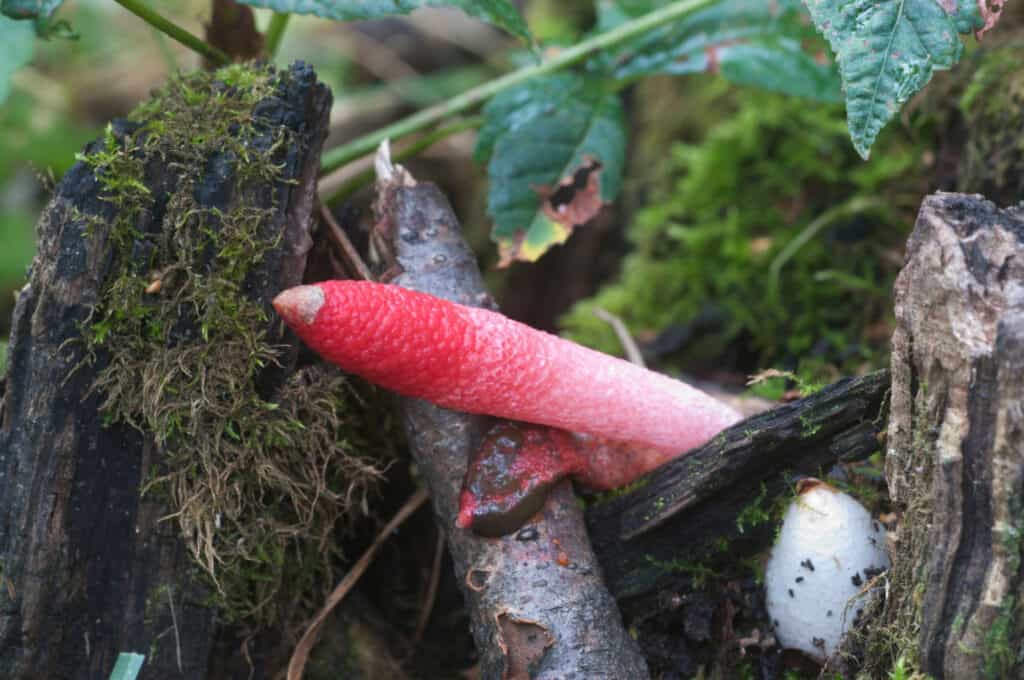 eleganti funghi puzzolenti