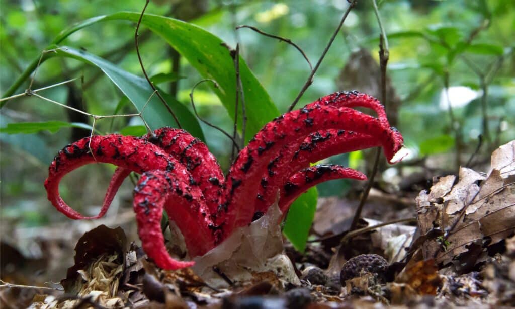 puzzolente di polpo in natura