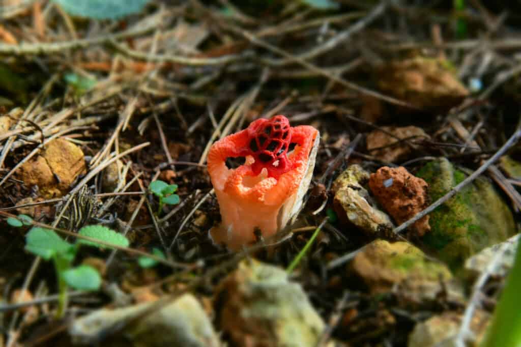 Colus hirudinosus funghi stinkhorn