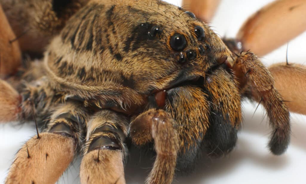 Pelo animale, Denti animali, Aracnide, Pericolo, Composizione orizzontale