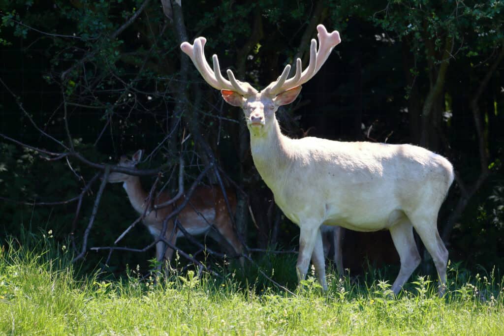 Cervo bianco albino