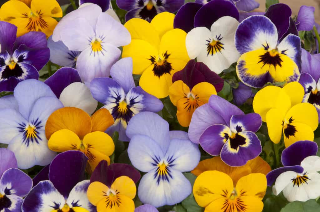 Viole del pensiero fiore viola del pensiero