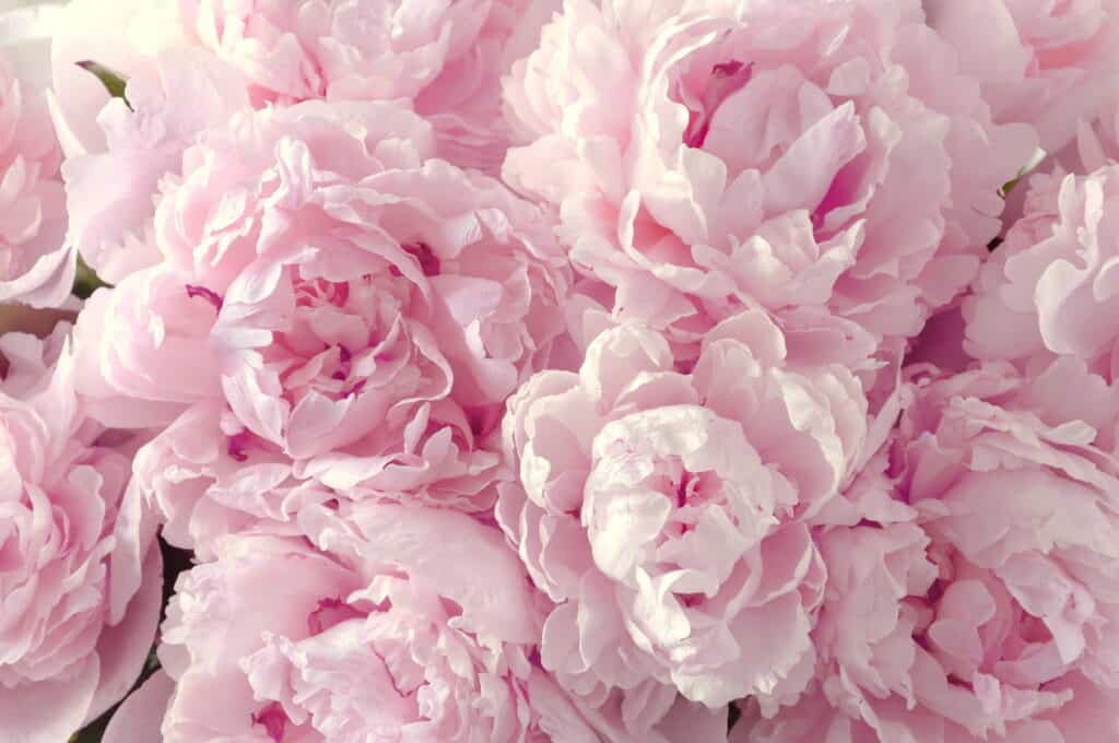 Peonie