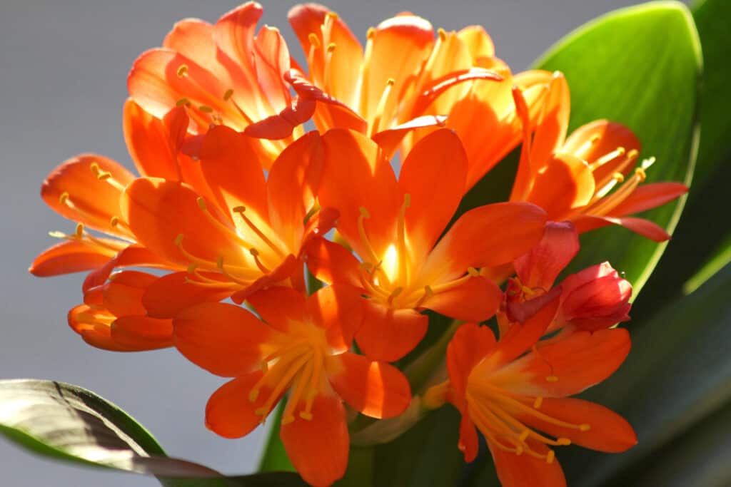 Fiori della pianta di Clivia