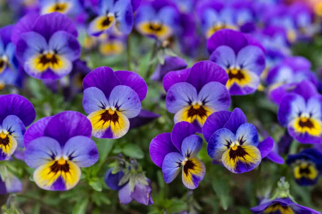 Fiore della pianta delle viole