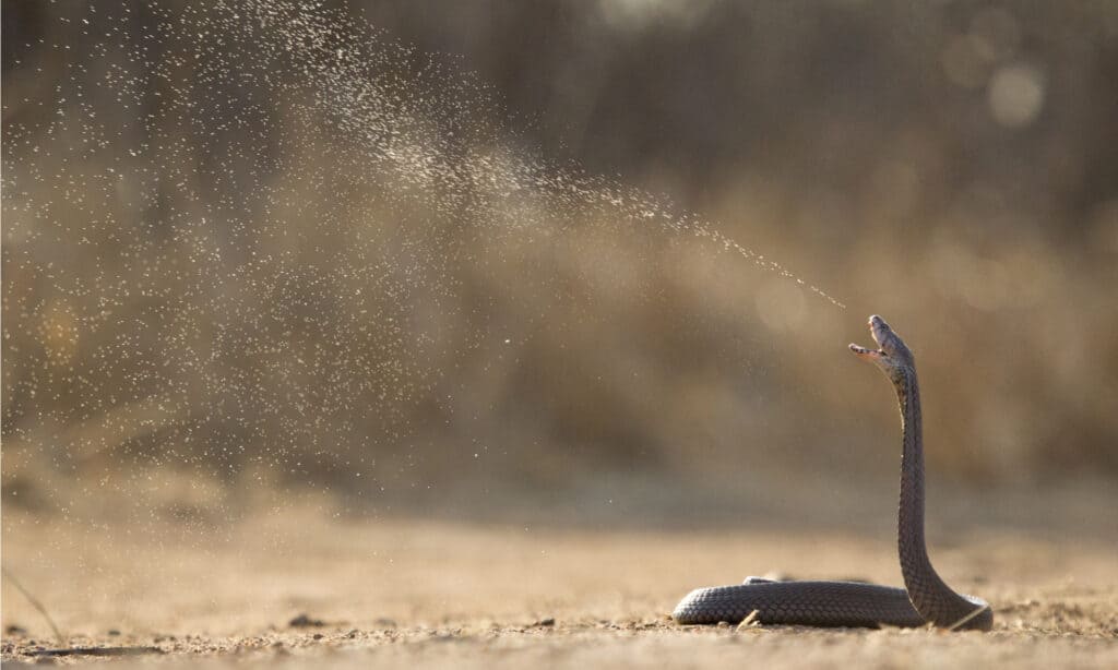 Cobra sputatore del Mozambico
