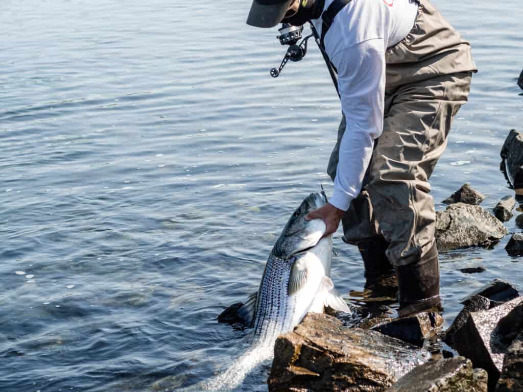 Una persona che indossa trampolieri alla moda e una camicia bianca a maniche lunghe e un berretto da baseball è vista afferrare un enorme branzino a strisce argentee tra alcune pietre sul bordo di uno specchio d'acqua di un abisso.  verde scuro.  Il mulinello può essere visto dietro la faccia del pescatore.